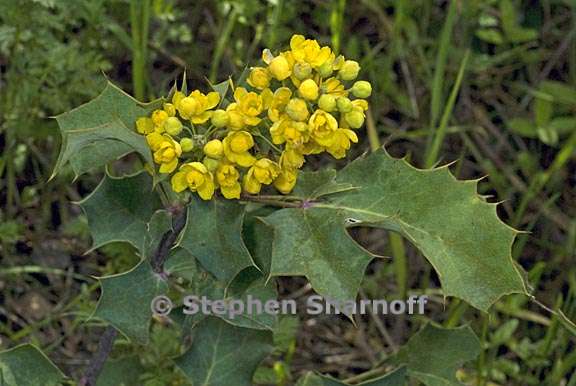 berberis aquifolium var repens 2 graphic